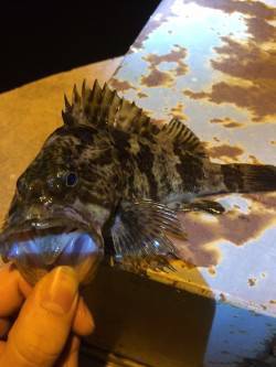 運河でメバリング、腹パンのタケノコメバルと…