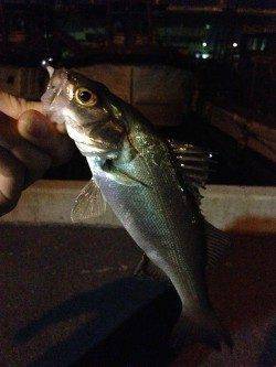 バチ抜けの状況を見に岸和田へ、ワームで通すとすぐ釣れました