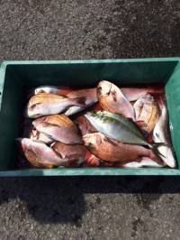 マリーナシティ海洋釣り堀 マダイ20尾とシ…