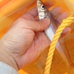 夕方の2時間だけ貝塚人工島に投げ釣りへ、本命キス8匹に満足