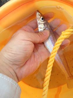 夕方の2時間だけ貝塚人工島に投げ釣りへ、本…