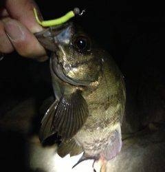 せんなん里海公園、フロートリグで良型メバル