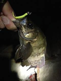 せんなん里海公園、フロートリグで良型メバル