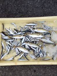 マリーナシティ海釣り公園でイワシ大漁！