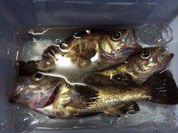 的形でのメバリング　ディープレンジでアタリありました