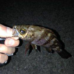 大蔵海岸メバリング〜諦めかけた時に小型のメバルがヒット