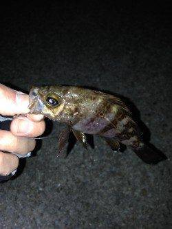 大蔵海岸メバリング〜諦めかけた時に小型のメバルがヒット