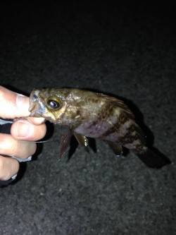 大蔵海岸メバリング〜諦めかけた時に小型のメ…