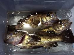 的形でのメバリング　ディープレンジでアタリ…