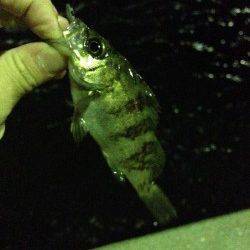 鳥取ノ荘　風を避けて湾内メインのメバリング