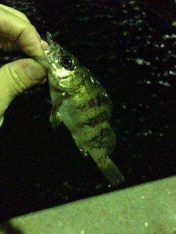 鳥取ノ荘　風を避けて湾内メインのメバリング