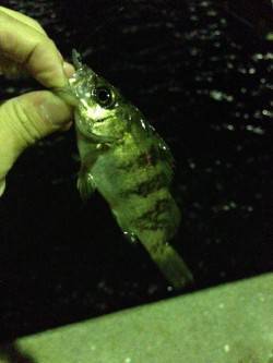 鳥取ノ荘　風を避けて湾内メインのメバリング…