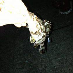 大阪南港周辺チニング〜キビレ・タケノコメバルの釣果