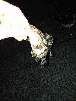 大阪南港周辺チニング〜キビレ・タケノコメバルの釣果