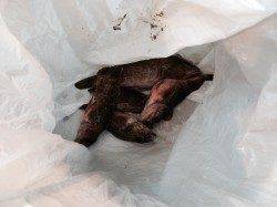 伊根エリア、メバリングでアコウ・ガシラＧＥＴ！