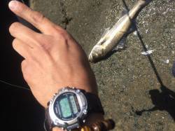 石津川河川で当たり連発、デーゲーム最高！！…