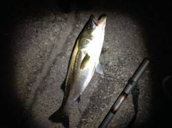 湾内でシーバスをバチパターンで狙ってみまし…