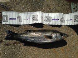 夜明けから須磨にエビ撒きハネ釣り、3投目に浮きが沈みました♪