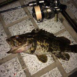 運河でついに尺オーバーのタケノコメバルでました！！