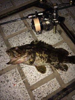 運河でついに尺オーバーのタケノコメバルでました！！