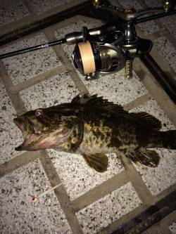 運河でついに尺オーバーのタケノコメバルでま…