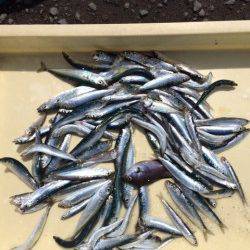 マリーナシティ釣り公園のサビキ釣り〜イワシと豆アジいただきます♪