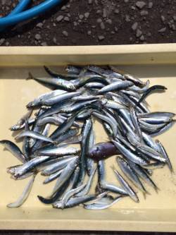 マリーナシティ釣り公園のサビキ釣り〜イワシ…