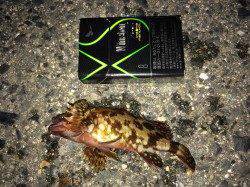 摩耶大橋下で夜釣行〜2時間で12匹のカサゴ