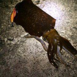 白浜付近でエギング、夕方に待望のヒット！