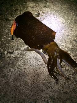 白浜付近でエギング、夕方に待望のヒット！