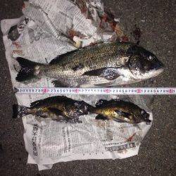 神明エリアにてプラグで良型チヌ&メバル