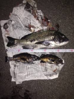 神明エリアにてプラグで良型チヌ&メ…