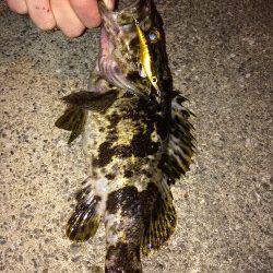 二匹連続で尺サイズのタケノコメバル出ました！