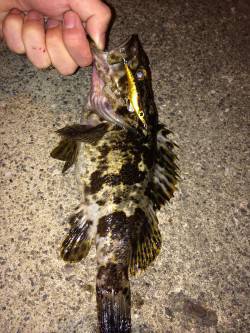 二匹連続で尺サイズのタケノコメバル出ました…