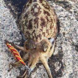 満月＆大潮期待大で日本海側にエントリー！釣果は1400gのコウイカ