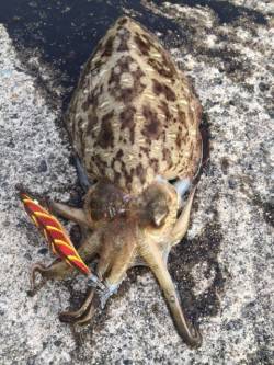 満月＆大潮期待大で日本海側にエントリー！釣…