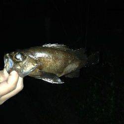 神明エリアでのメバリング釣果