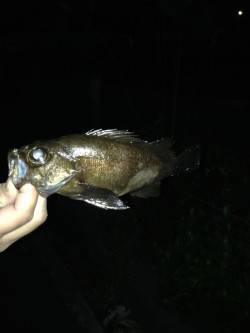 神明エリアでのメバリング釣果