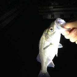 岸和田でバチ抜けシーバス、明るいうちは湾内でアイナメ♪