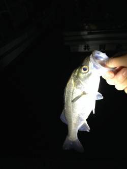 岸和田でバチ抜けシーバス、明るいうちは湾内…