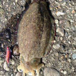 鎧漁港のアオリは釣果なく移動、香住東港でコウイカ1kgをキャッチ