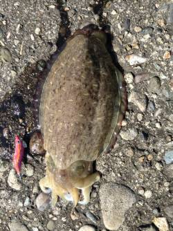 鎧漁港のアオリは釣果なく移動、香住東港でコ…