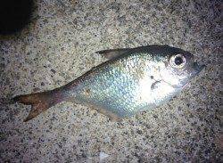 田辺から白浜までアジングでランガン