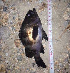 的形にてメバルのウキ釣り〜青虫の方が石ゴカイよりサイズ良