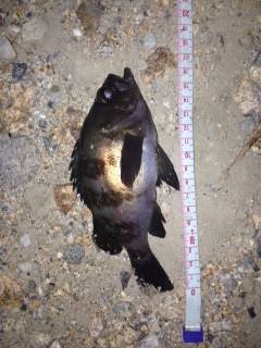 的形にてメバルのウキ釣り〜青虫の方が石ゴカ…