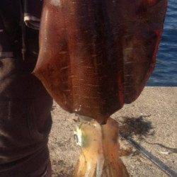 養老でエギング、イカジェットの末1.5kg超アオリ無事ランディグ