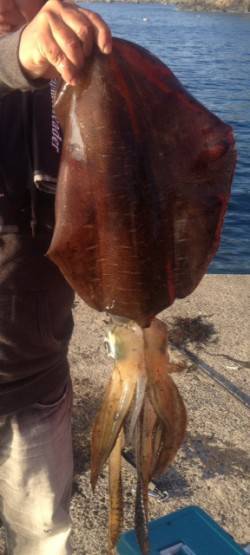 養老でエギング、イカジェットの末1.5kg…