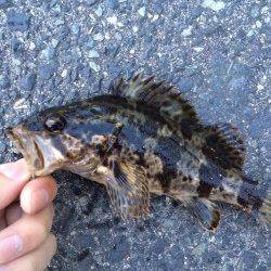 神戸港周辺メバリング、タケノコメバルの釣果