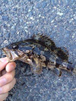 神戸港周辺メバリング、タケノコメバルの釣果