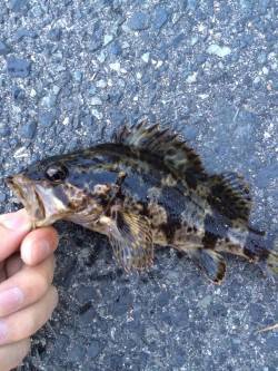 神戸港周辺メバリング、タケノコメバルの釣果…